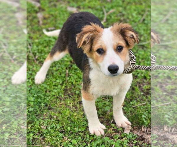 Medium Photo #1 Australian Shepherd-Jack Russell Terrier Mix Puppy For Sale in Wakefield, RI, USA