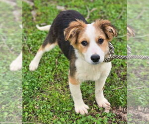 Australian Shepherd-Jack Russell Terrier Mix Dogs for adoption in Wakefield, RI, USA