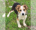 Small Australian Shepherd-Jack Russell Terrier Mix