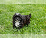 Small #3 Shih-Poo