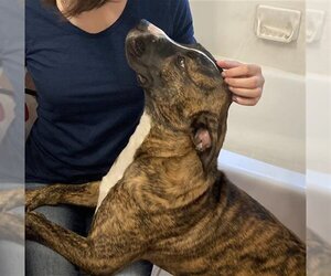 American Pit Bull Terrier-German Shepherd Dog Mix Dogs for adoption in Ogden, UT, USA