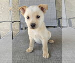 Small #4 Mutt