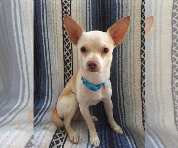 Medium Photo #3 Chihuahua-Unknown Mix Puppy For Sale in Tomball, TX, USA