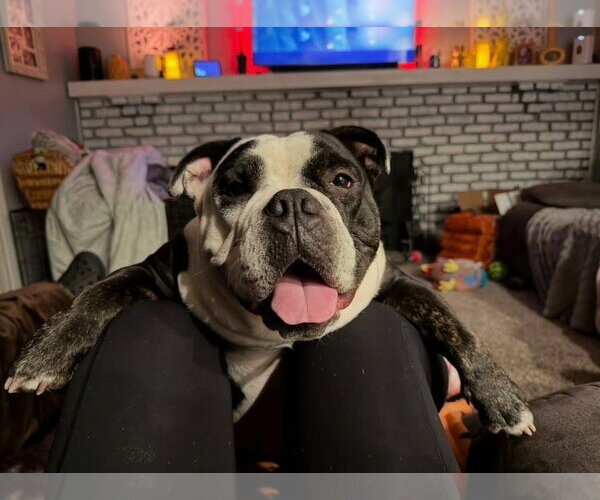 Medium Photo #1 American Bulldog-Unknown Mix Puppy For Sale in Wenonah, NJ, USA