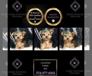 Poodle (Toy) Puppy for sale in WARSAW, IN, USA