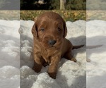 Litter of 7 - Male(s) and Female(s) Goldendoodle (Miniature)Litter of Puppies for Sale - Small photo
