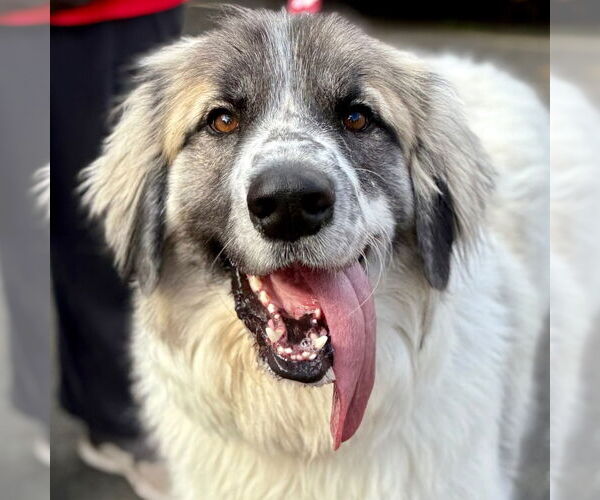 Medium Photo #16 Great Pyrenees-Unknown Mix Puppy For Sale in Canton, CT, USA