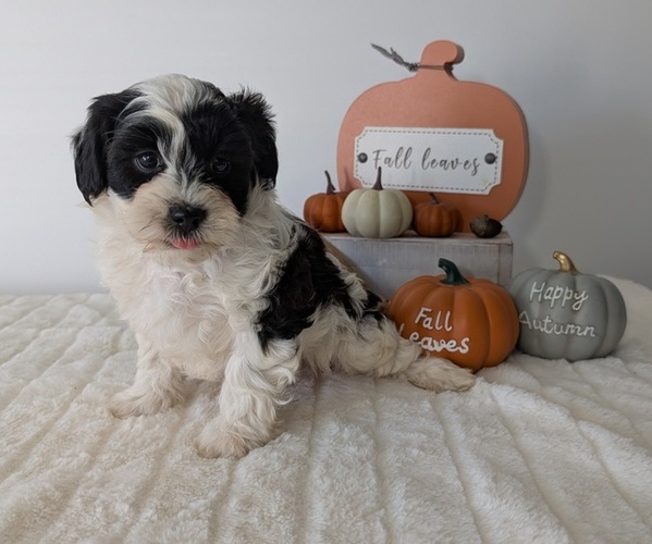 Medium Photo #72 ShihPoo Puppy For Sale in GOSHEN, IN, USA
