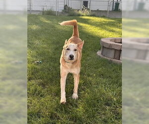 Sandwich - Female Labrador Retriever-Unknown Mix Dog for Adoption - Photo #7