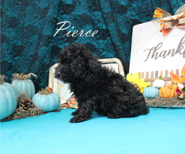 Medium Photo #8 Poodle (Toy) Puppy For Sale in CHANUTE, KS, USA