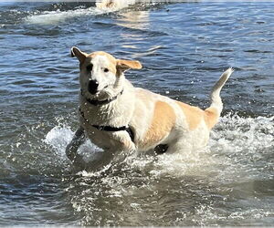 Radish - Male Great Pyrenees-Unknown Mix Dog for Adoption - Photo #5