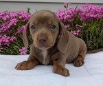 Puppy Lady Dachshund