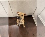 Small Photo #4 Black Mouth Cur-Unknown Mix Puppy For Sale in Fishers, IN, USA