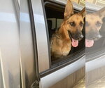 Small #4 German Shepherd Dog