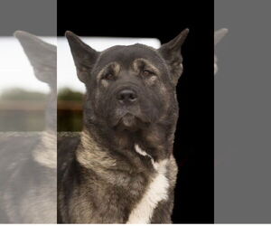 Akita Dogs for adoption in Pottstown, PA, USA