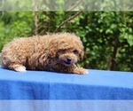Small #3 Poodle (Toy)