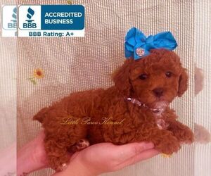 Poodle (Toy) Puppy for sale in WINNSBORO, LA, USA