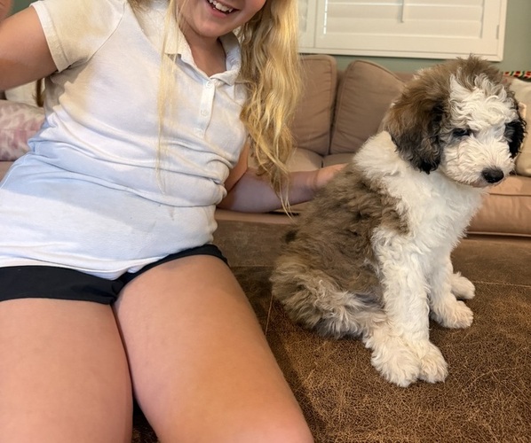 Medium Photo #7 Sheepadoodle Puppy For Sale in HUNTINGTON BEACH, CA, USA