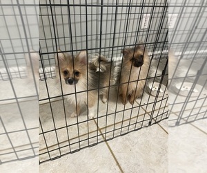 Pomeranian Puppy for sale in NORTH HIGHLANDS, CA, USA