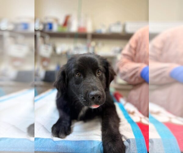 Medium Photo #3 Mutt Puppy For Sale in New York, NY, USA