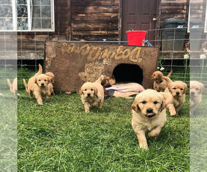 English Cream Golden Retriever Puppy for sale in JUNCTION CITY, OR, USA