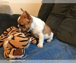 Small Photo #12 French Bulldog Puppy For Sale in MIDDLEBURG, FL, USA