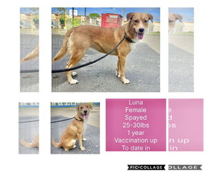 Golden Labrador Dogs for adoption in Virginia Beach, VA, USA