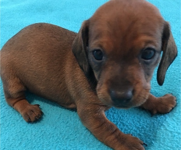 Medium Photo #1 Dachshund Puppy For Sale in AYDLETT, NC, USA