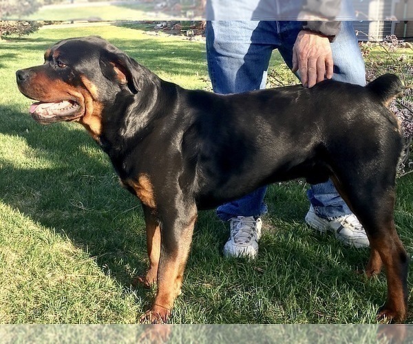 Medium Photo #18 Rottweiler Puppy For Sale in BRIGHTON, CO, USA