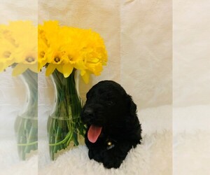 F2 Aussiedoodle Puppy for sale in MORGANTOWN, KY, USA