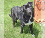 Small #1 Mutt