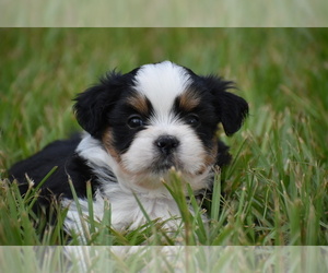 Auss-Tzu Puppy for sale in PALM COAST, FL, USA