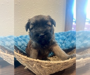 Soft Coated Wheaten Terrier Puppy for sale in DOSS, MO, USA