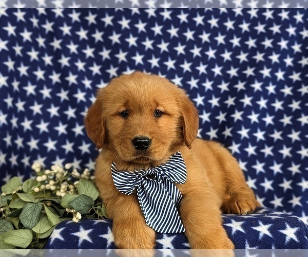 Medium Photo #3 Golden Retriever Puppy For Sale in OXFORD, PA, USA