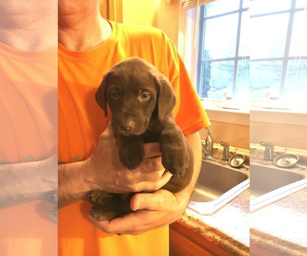 Medium Photo #8 Labrador Retriever Puppy For Sale in FREDERICK, MD, USA