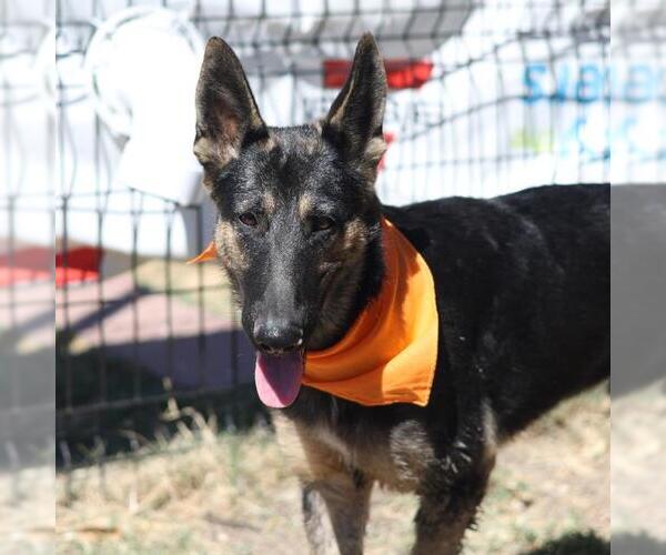 Medium Photo #1 German Shepherd Dog-Unknown Mix Puppy For Sale in San Antonio, TX, USA
