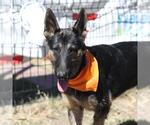 Small German Shepherd Dog Mix