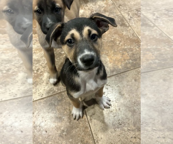 Medium Photo #12 Siberian Husky-Unknown Mix Puppy For Sale in Germantown, OH, USA