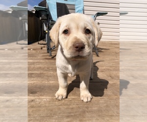 Labrador Retriever Puppy for sale in LEON VALLEY, TX, USA
