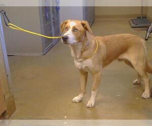 Labrador Retriever-Unknown Mix Dogs for adoption in Sacramento, CA, USA