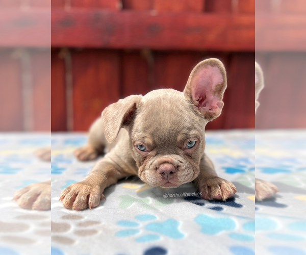 Medium Photo #5 French Bulldog Puppy For Sale in SACRAMENTO, CA, USA