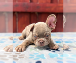 Small #4 French Bulldog