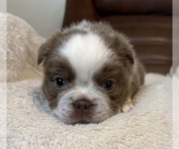 Medium Photo #4 French Bulldog Puppy For Sale in SAN ANTONIO, TX, USA