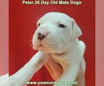 Small Photo #54 Dogo Argentino Puppy For Sale in JANE, MO, USA