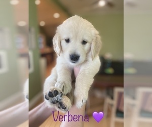 Golden Retriever Puppy for sale in HARRISONBURG, VA, USA