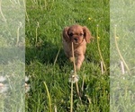 Small #2 Cavalier King Charles Spaniel