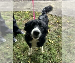 Border Collie Dogs for adoption in Benton, PA, USA