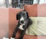 Small Photo #21 Great Dane-Sheepadoodle Mix Puppy For Sale in EGG HARBOR CITY, NJ, USA