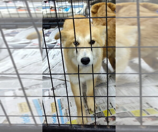 Medium Photo #1 Pomsky Puppy For Sale in Mukwonago, WI, USA