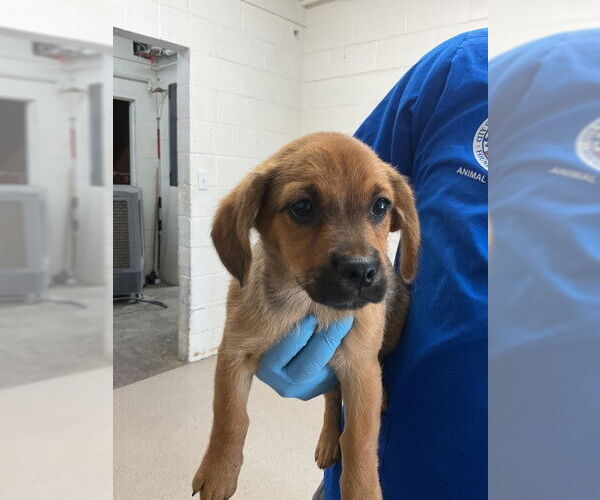 Medium Photo #1 Mutt Puppy For Sale in San Bernardino, CA, USA